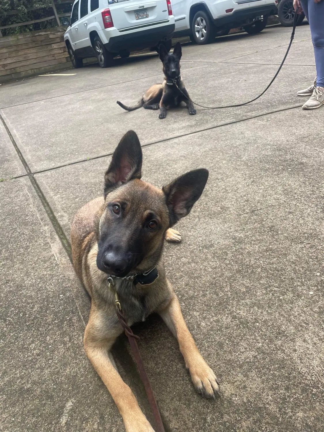 2023 pup training