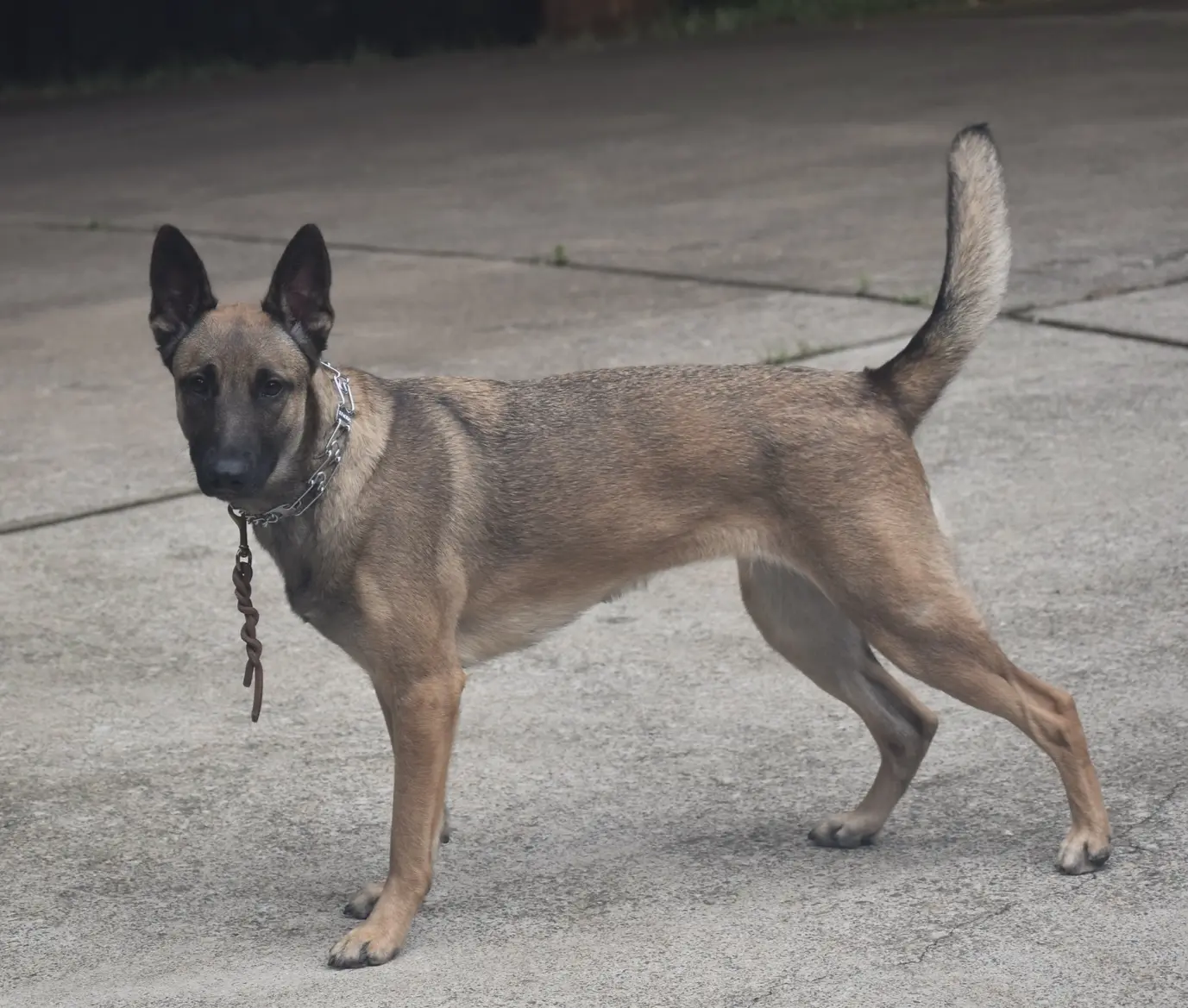 2024 pup training
